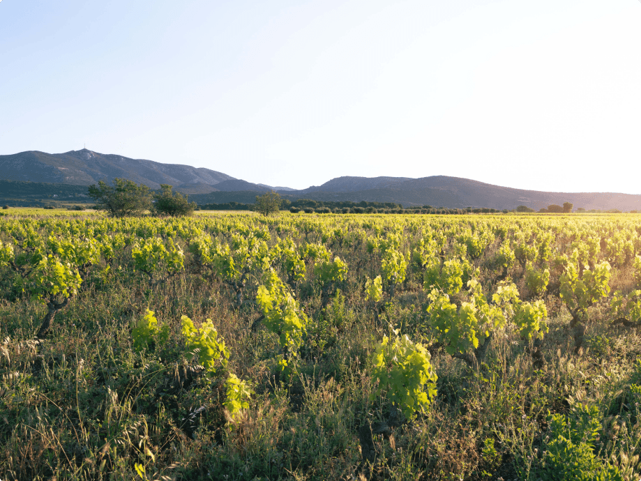 __wf_reserved_inherit