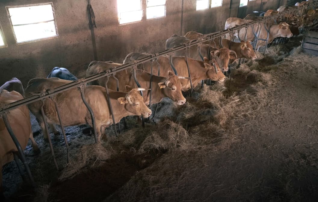 Les vaches en France : Défis et Perspectives de l'Élevage Bovin