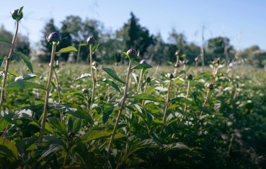 Crédits carbone et terres agricoles pour une agriculture durable