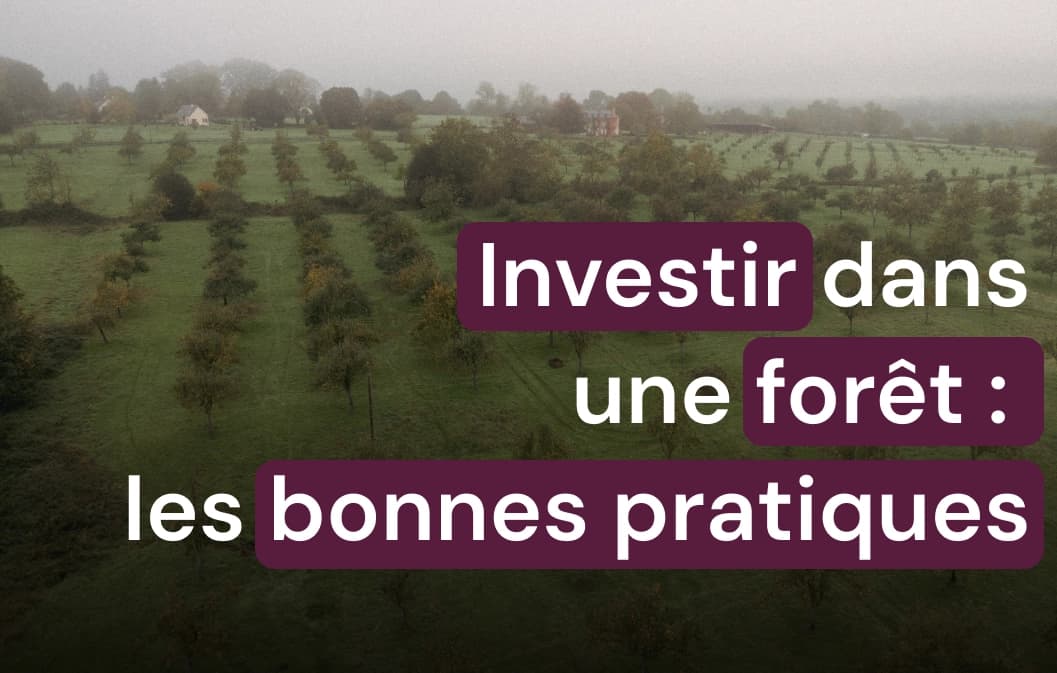Investir dans une forêt : Avantages écologiques et financiers