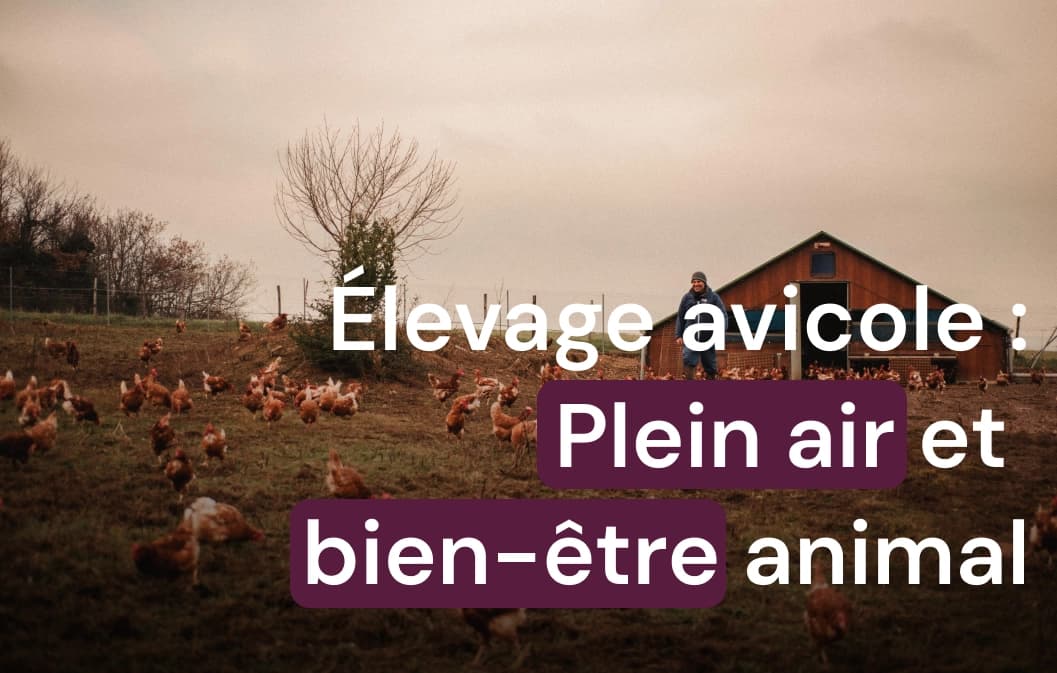 Élevage plein air : bien-être des poules françaises
