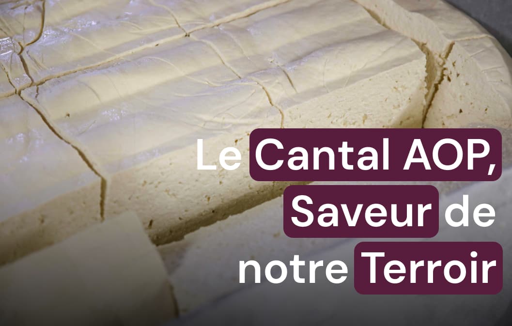 Du lait au Fromage AOP d’Auvergne : le Cantal AOP