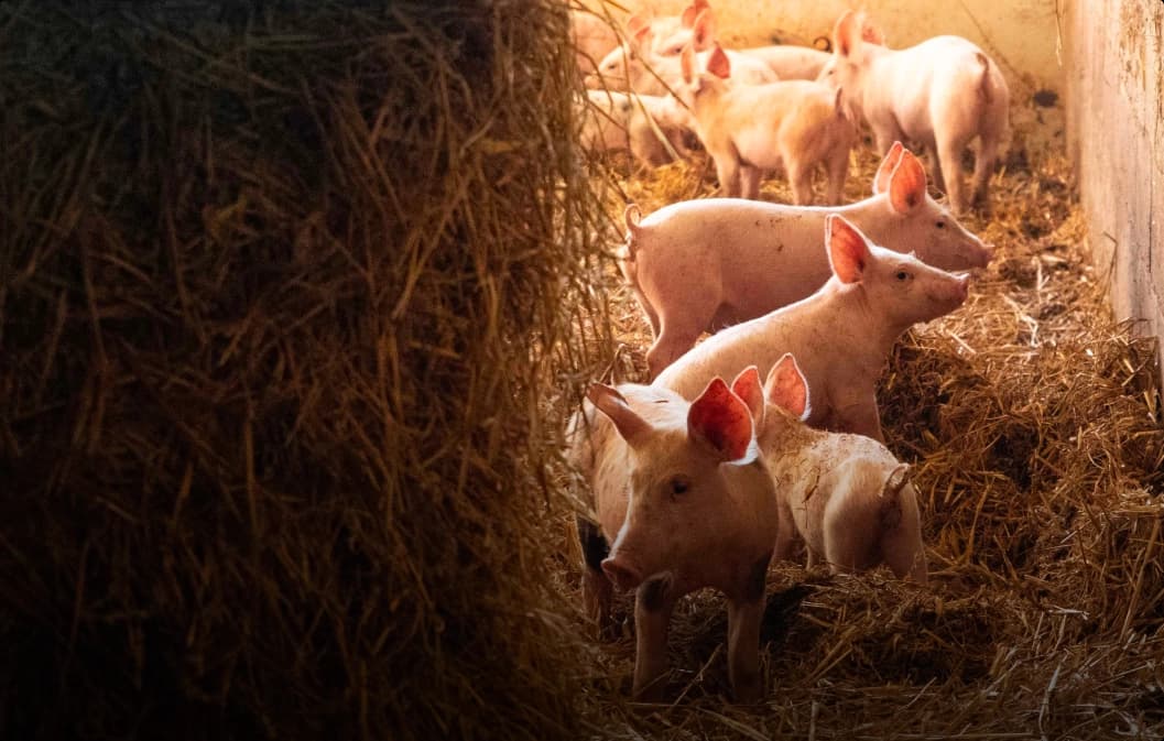 L'élevage éthique du porc : Bien-être animal et futur