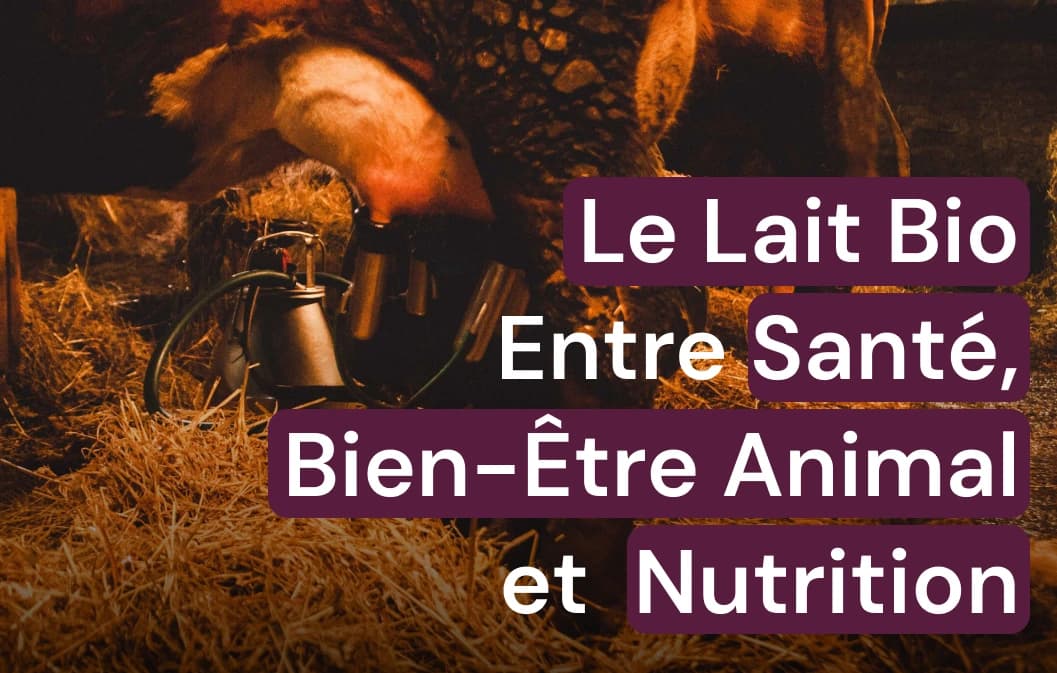 Lait bio : pour votre santé et le bien-être animal