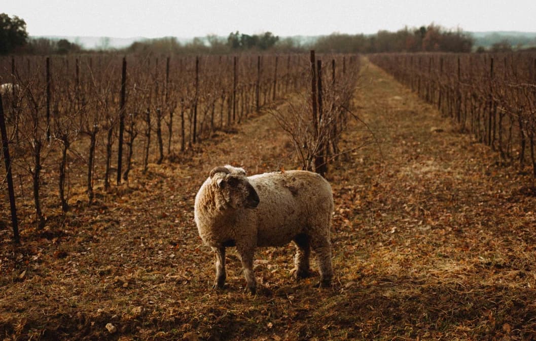 __wf_reserved_inherit