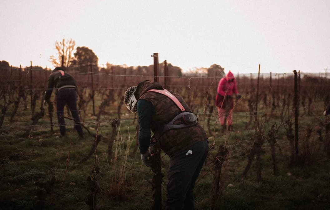 Le Vin : Un Investissement immobilier dans le Domaine Viticole