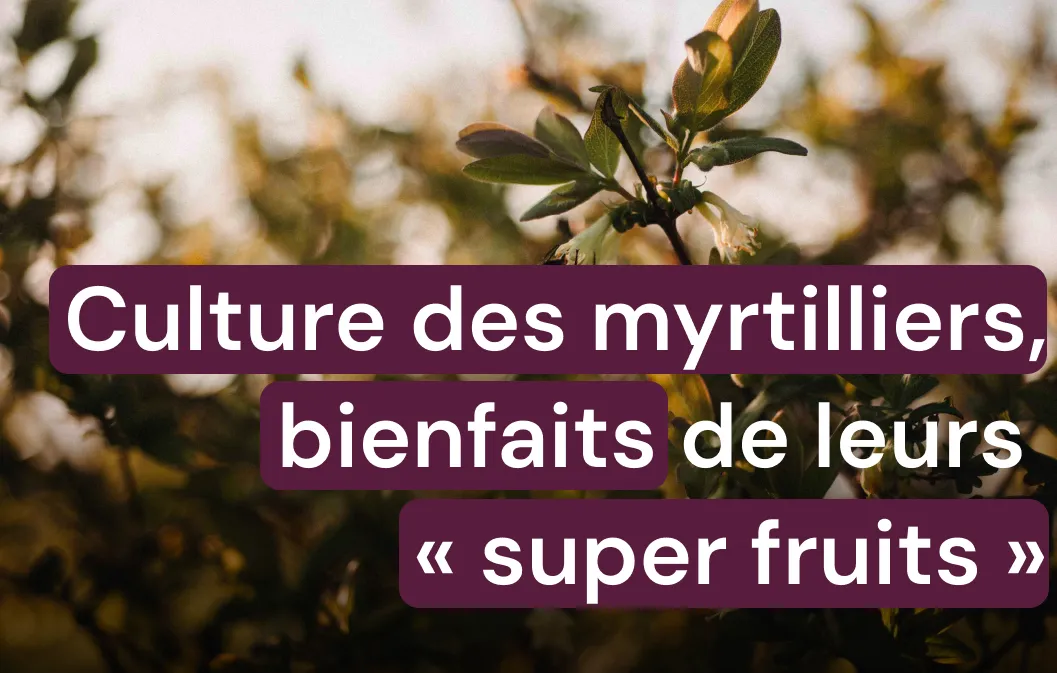 Découvrez quels sont les bienfaits des myrtilles et des bluets