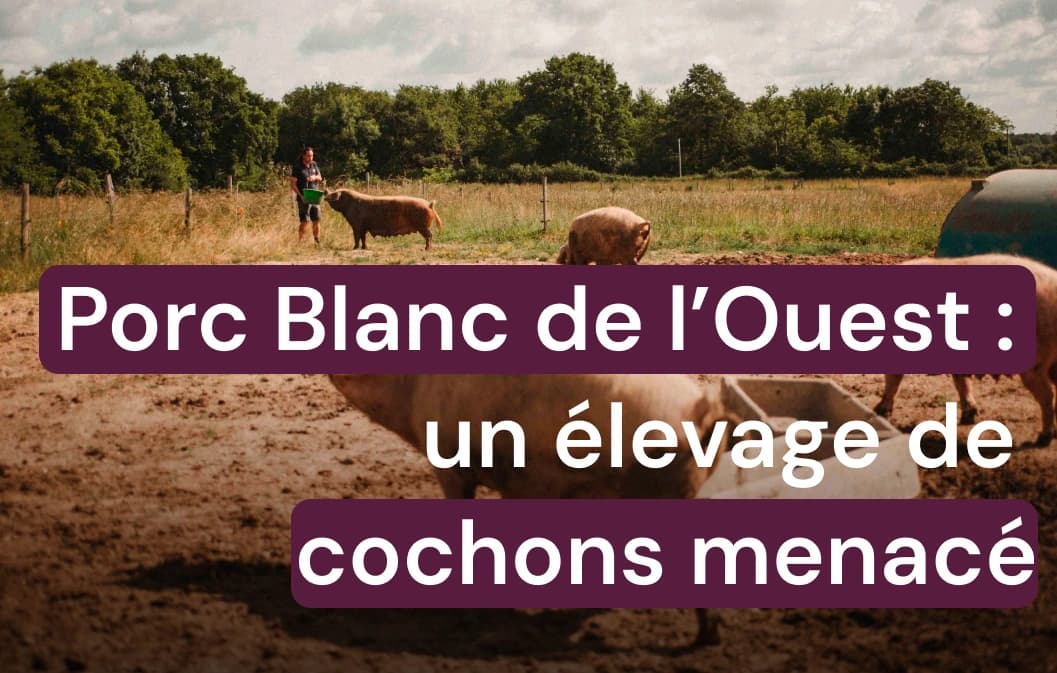 Le Porc Blanc de l’Ouest : élevage et rillettes locales