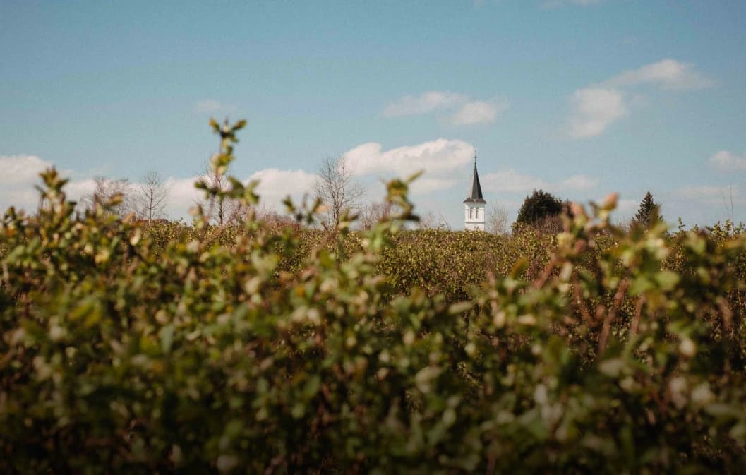 Bricks et Hectarea : immobilier ou foncier agricole ?