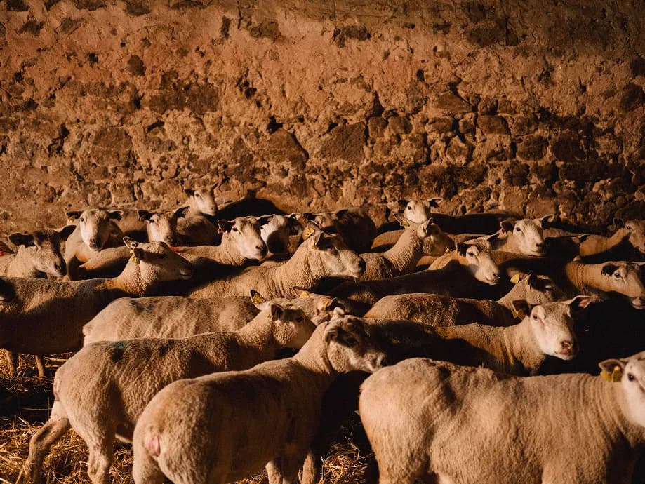 __wf_reserved_inherit