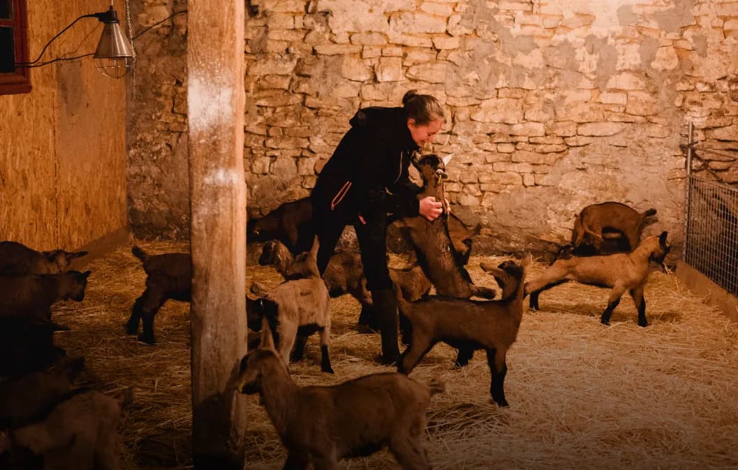 Élevage de chèvres bio : comment s'installer et financer sa ferme ?