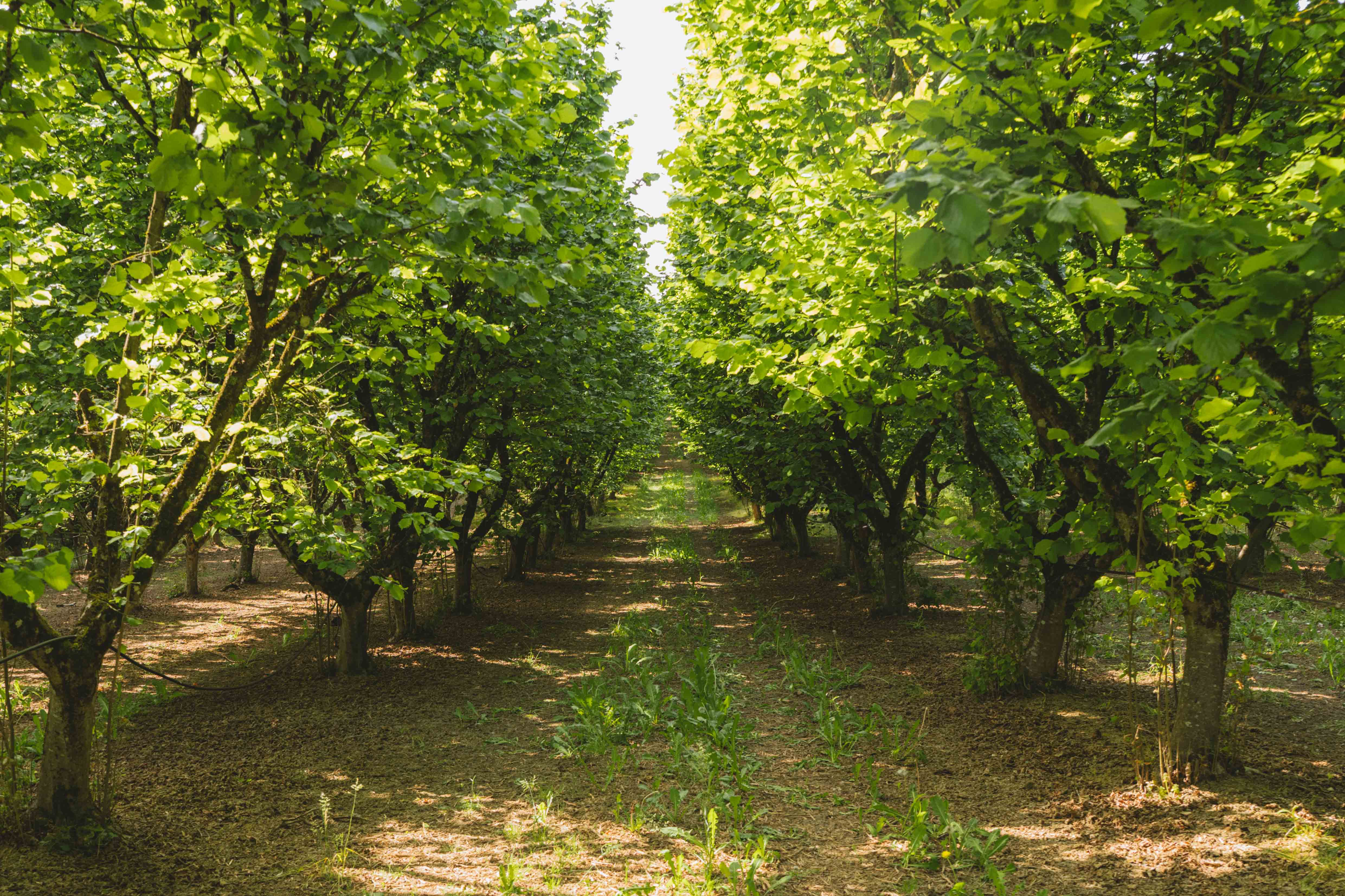 Investir autrement : quand la terre agricole et la musique deviennent des actifs de rendement