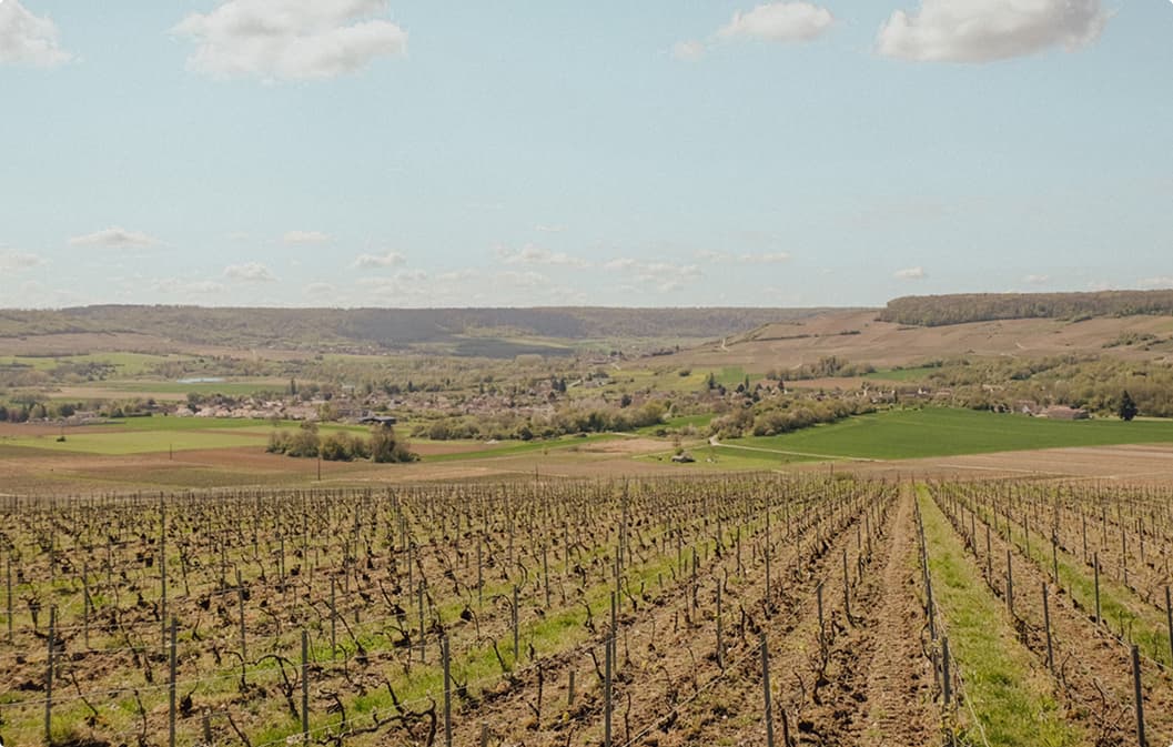 Agrivoltaïsme : comment l'énergie solaire valorise votre investissement dans les terres agricoles ?