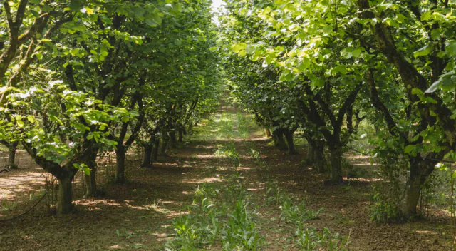 Allée de vergers en Nouvelle-Aquitaine