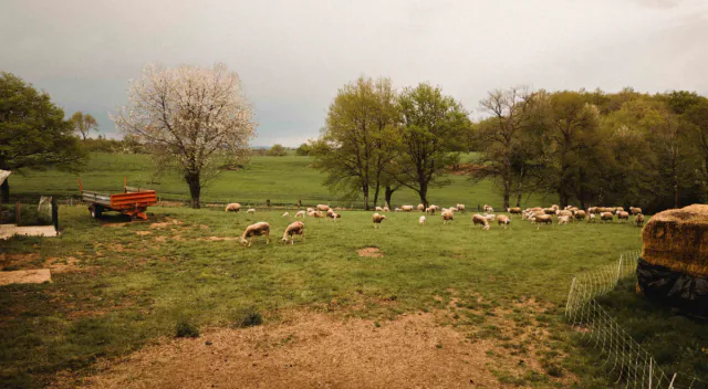 Troupeau de moutons dans une prairie bordée d'arbres