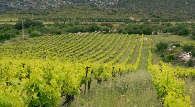 Rangs de vigne au pied d'un massif en Occitanie